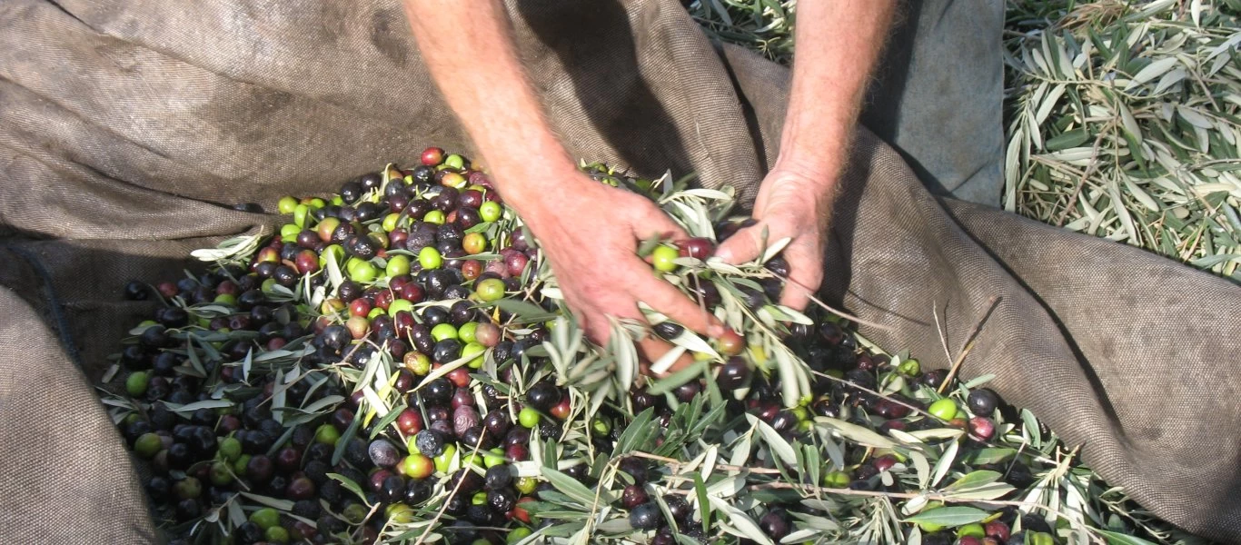 Το «όχι» του Μ.Βορίδη για αποζημιώσεις στους ελαιοπαραγωγούς λόγω καύσωνα